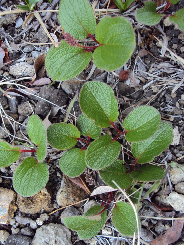 Image of Salix reticulata specimen.