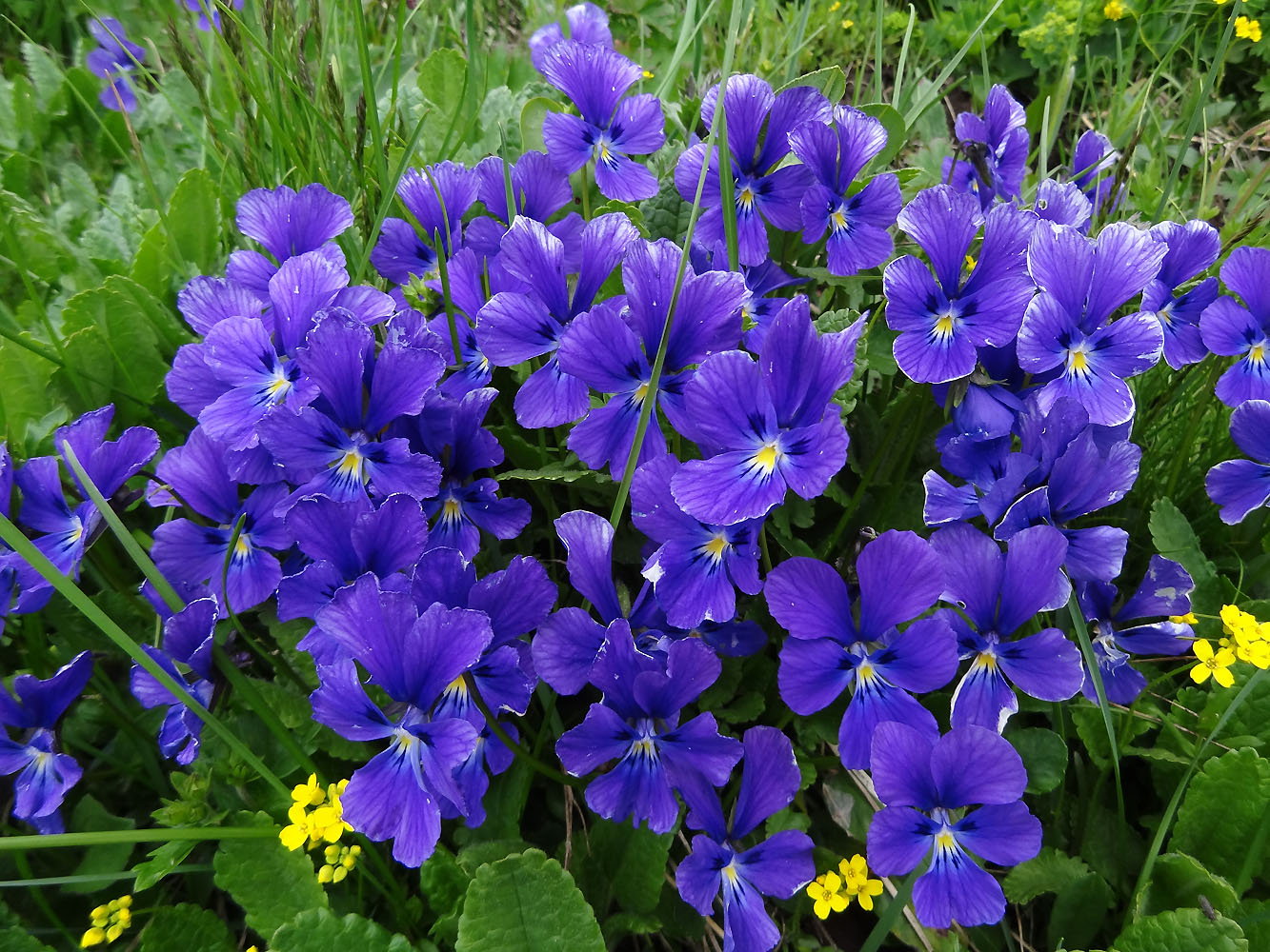 Алтайская фиалка (Viola altaica),