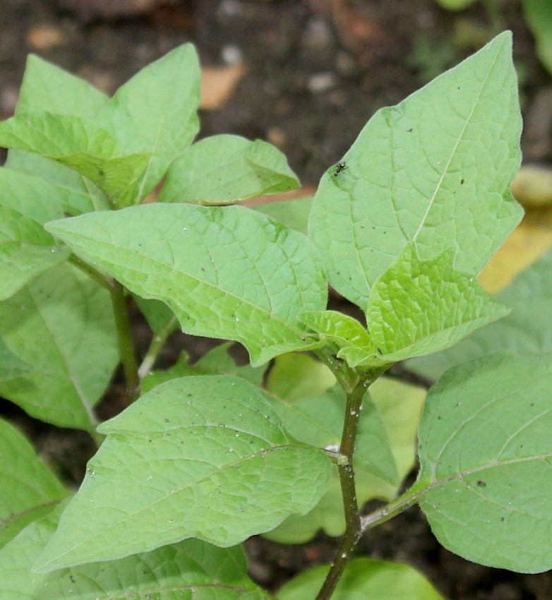 Изображение особи Alkekengi officinarum.