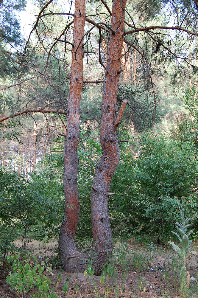 Изображение особи Pinus sylvestris.