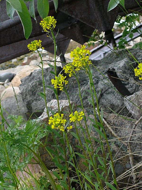 Image of Erysimum hieraciifolium specimen.