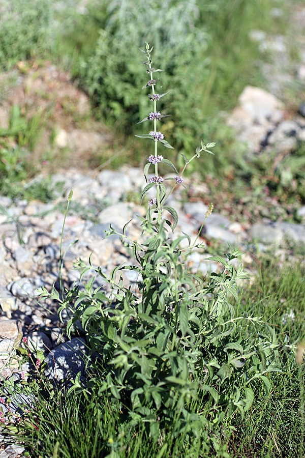 Image of Mentha &times; interrupta specimen.