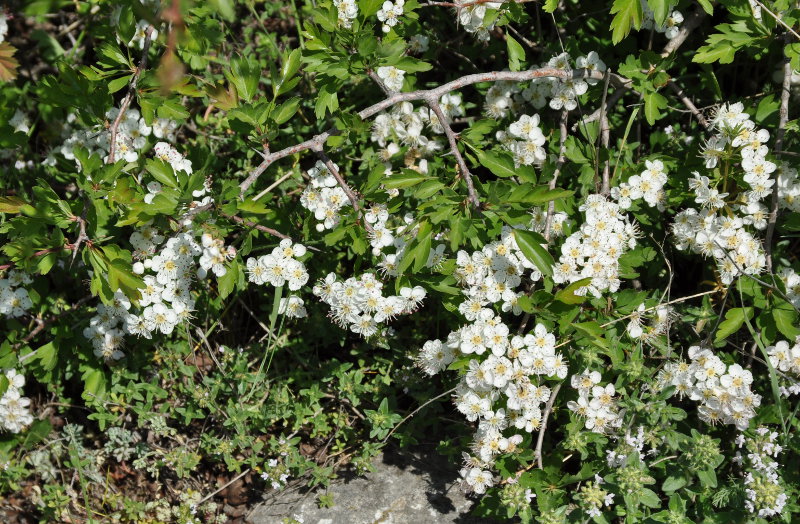 Image of Crataegus monogyna specimen.