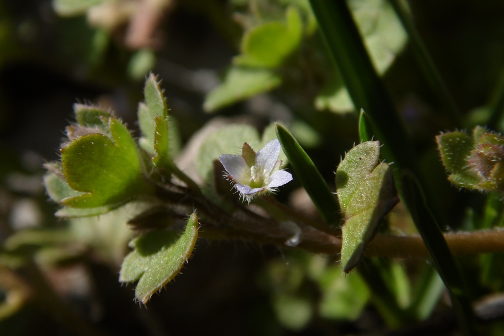 Изображение особи Veronica hederifolia.