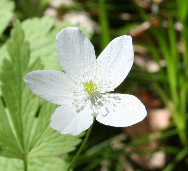 Image of Anemone umbrosa specimen.