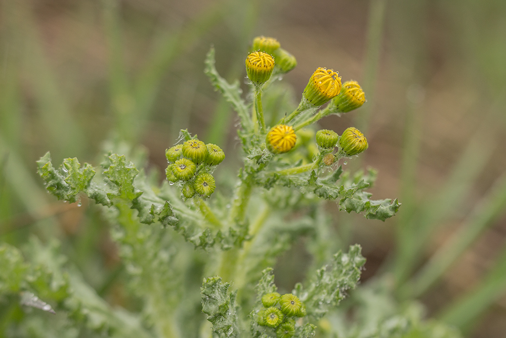 Image of Senecio vernalis specimen.