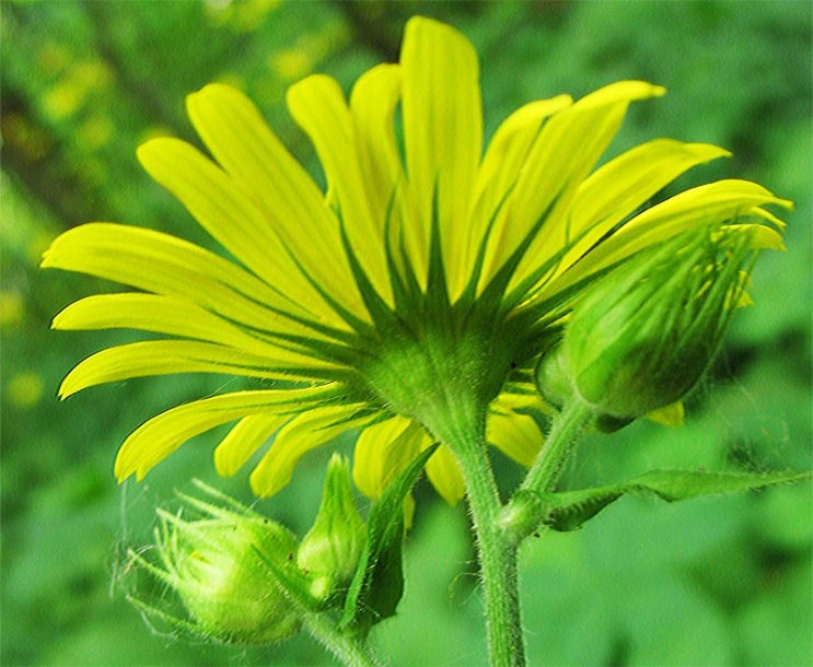 Image of Doronicum pardalianches specimen.