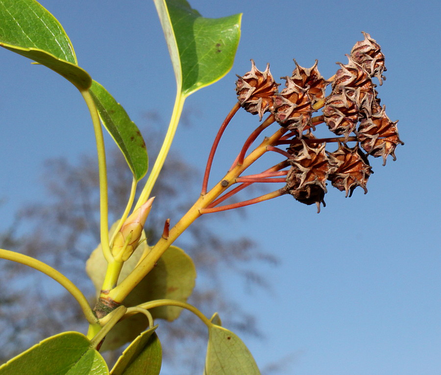 Image of Trochodendron aralioides specimen.