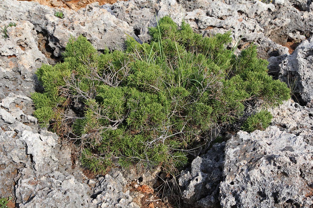 Image of Juniperus phoenicea specimen.