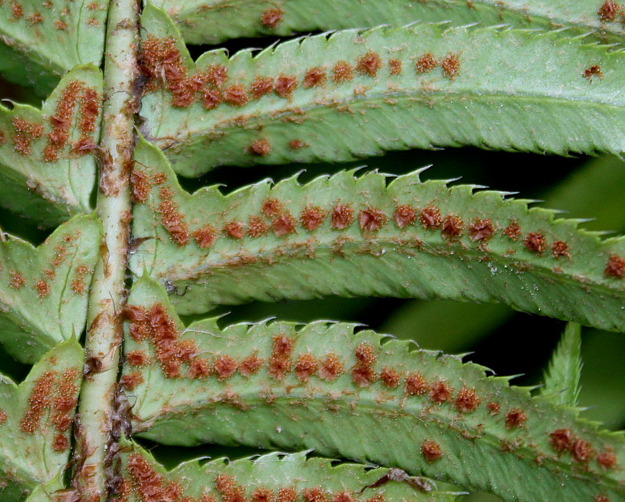 Image of Polystichum munitum specimen.