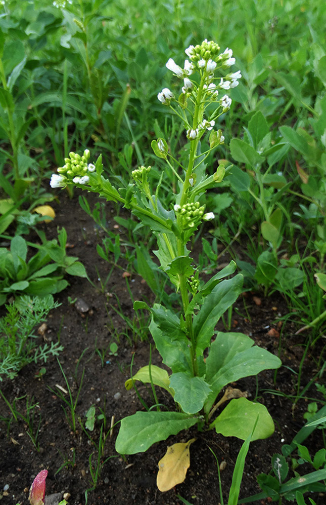 Image of Thlaspi arvense specimen.