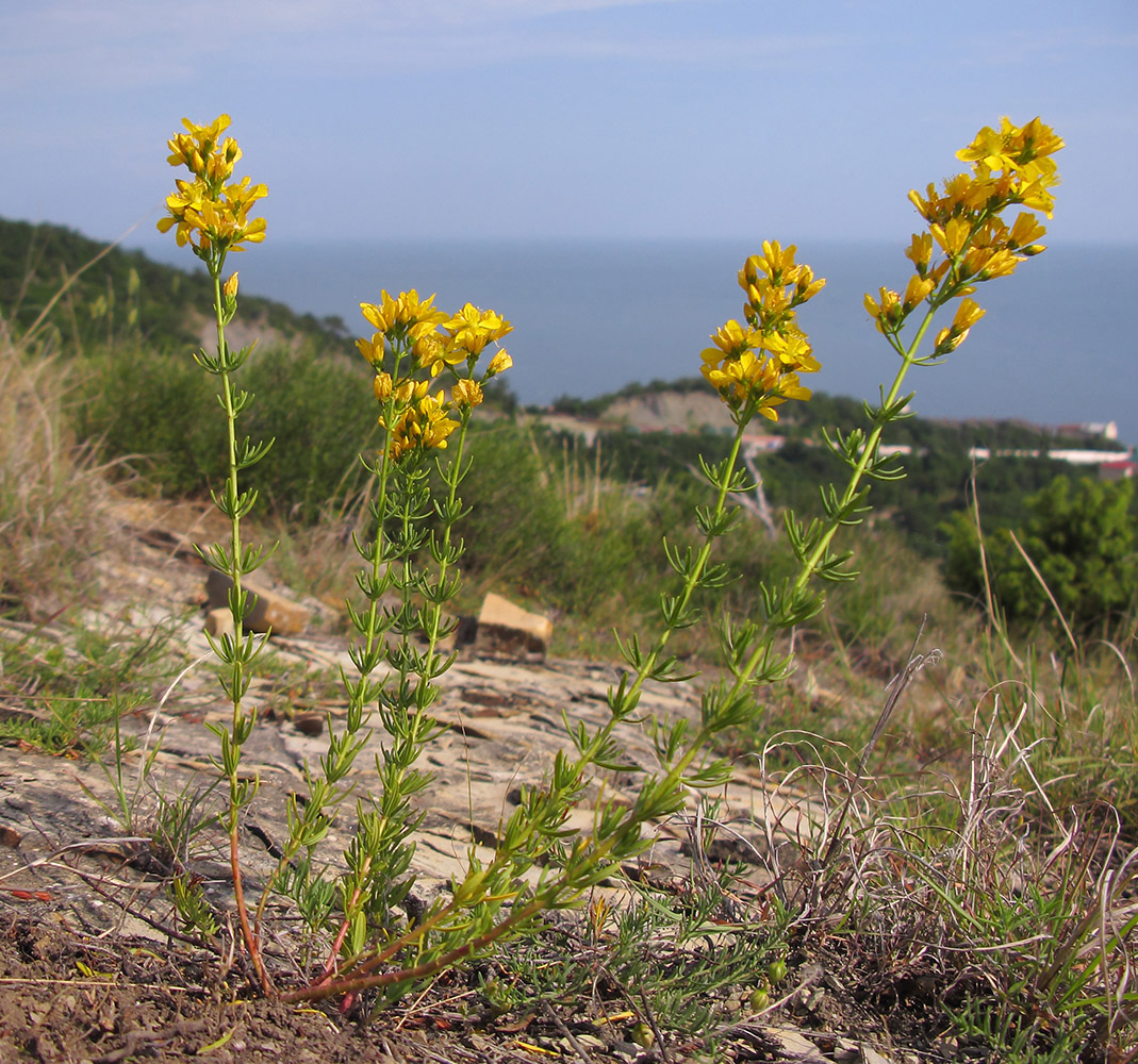 Изображение особи Hypericum lydium.