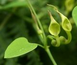 Aristolochia contorta. Цветки и лист. Приморский край, Шкотовский р-н, окр. пос. Шкотово, правый берег р. Шкотовки, полидоминантный долинный лес. 10.07.2014.