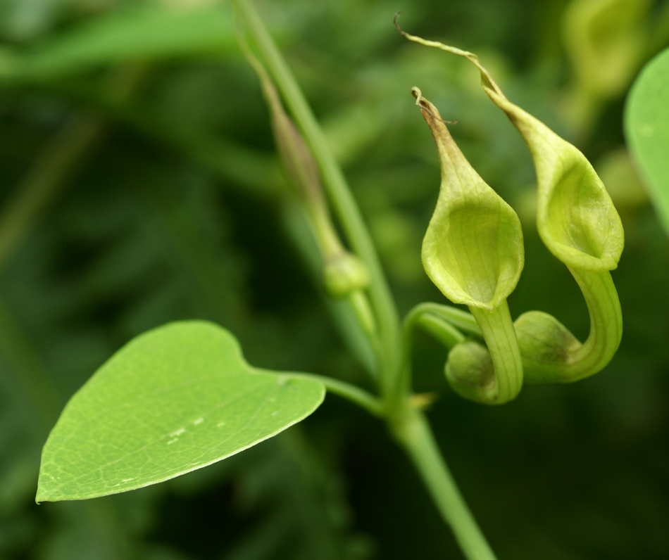 Изображение особи Aristolochia contorta.