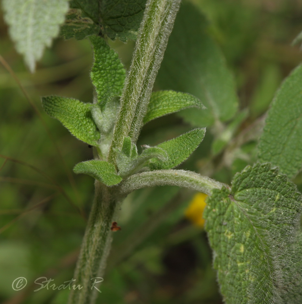 Image of Stachys germanica specimen.