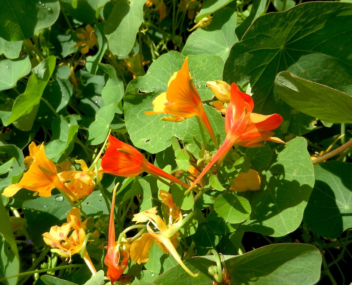 Image of Tropaeolum minus specimen.