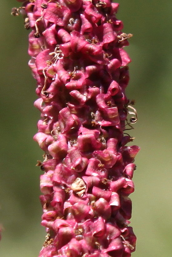 Изображение особи Sanguisorba tenuifolia.