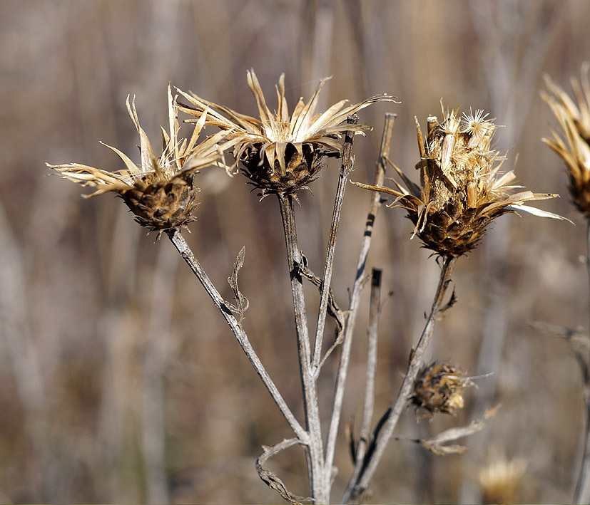 Изображение особи семейство Asteraceae.