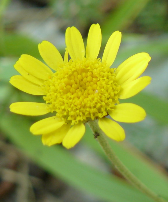 Image of Anthemis tinctoria specimen.