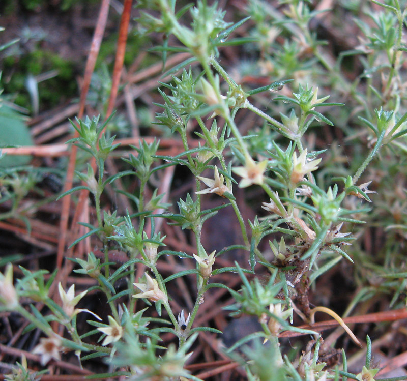 Image of Scleranthus annuus specimen.