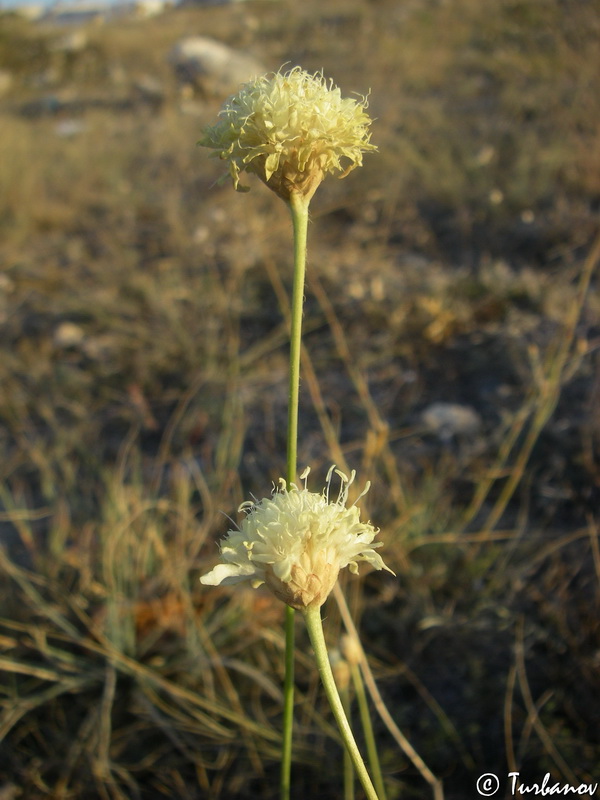 Изображение особи Cephalaria coriacea.