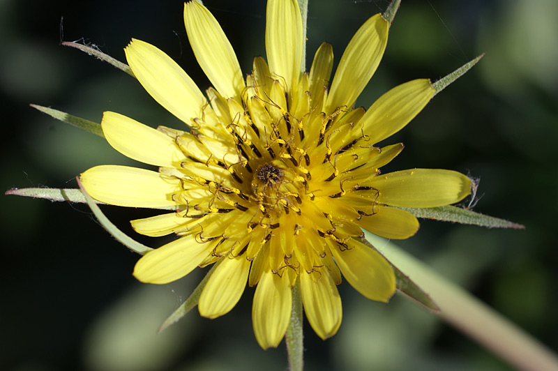 Image of Tragopogon dubius specimen.