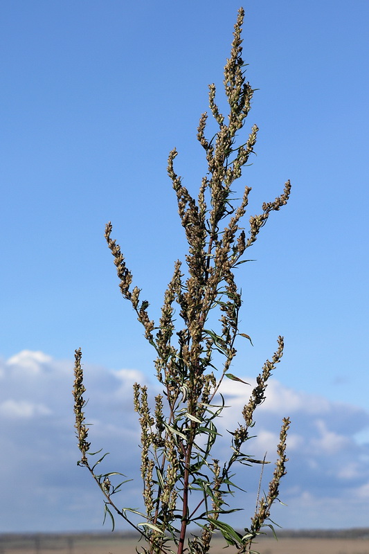 Image of Artemisia vulgaris specimen.