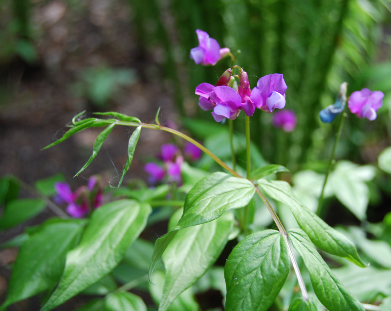 Image of Lathyrus vernus specimen.