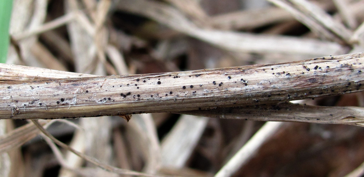 Image of Thalictrum flavum specimen.