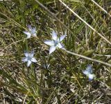 Lomatogonium carinthiacum