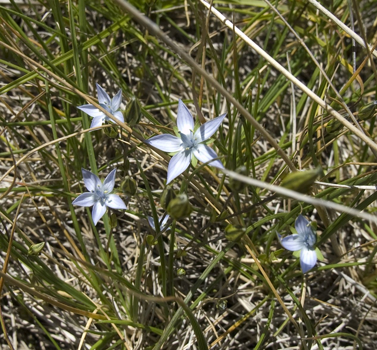 Изображение особи Lomatogonium carinthiacum.