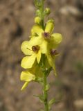 Verbascum pyramidatum