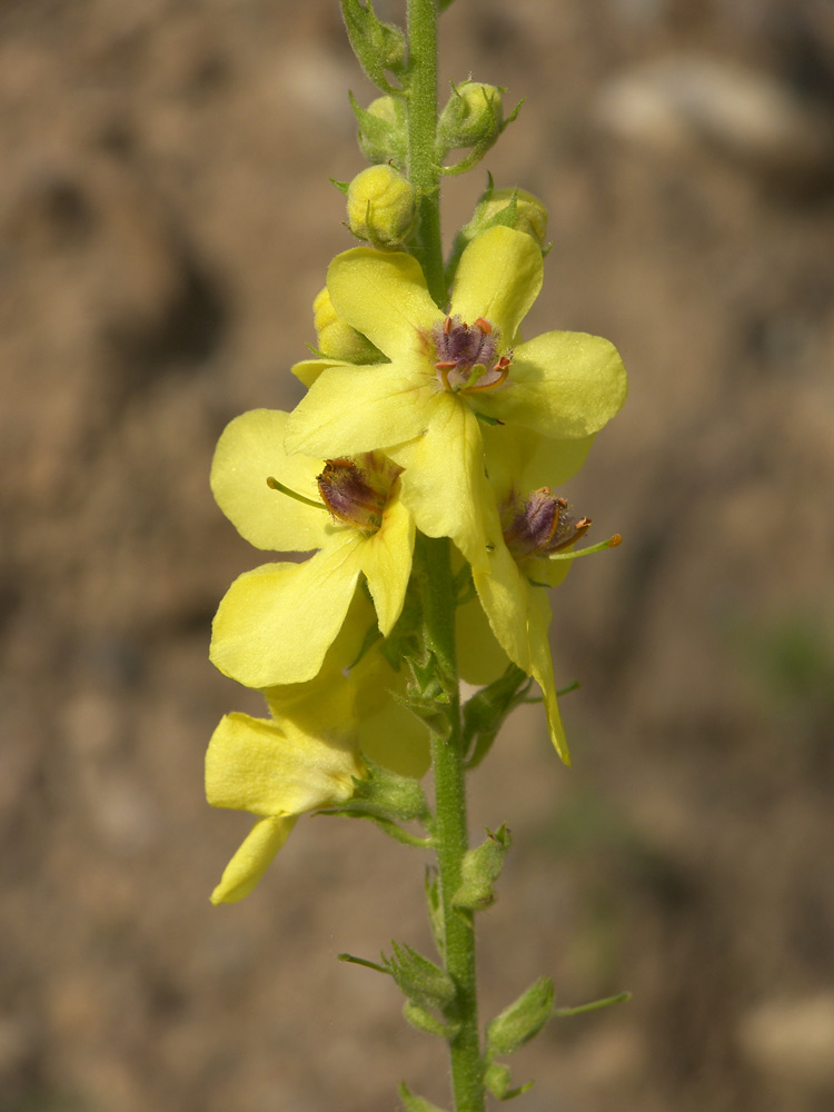 Image of Verbascum pyramidatum specimen.