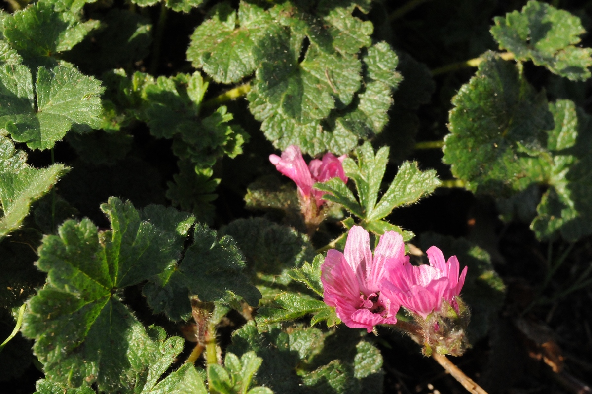 Изображение особи Sidalcea malviflora.