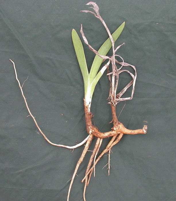 Image of Iris pineticola specimen.