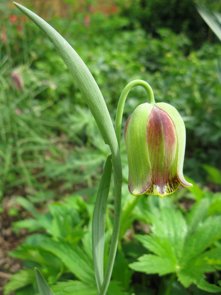 Image of Fritillaria acmopetala specimen.