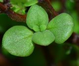 Origanum dayi