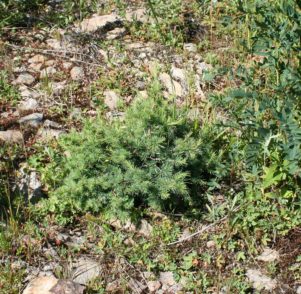 Image of Larix sibirica specimen.