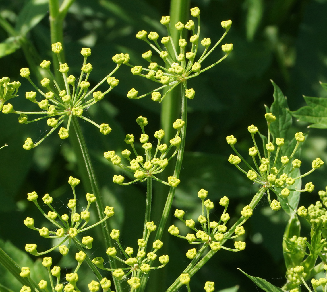 Image of Pastinaca sativa specimen.