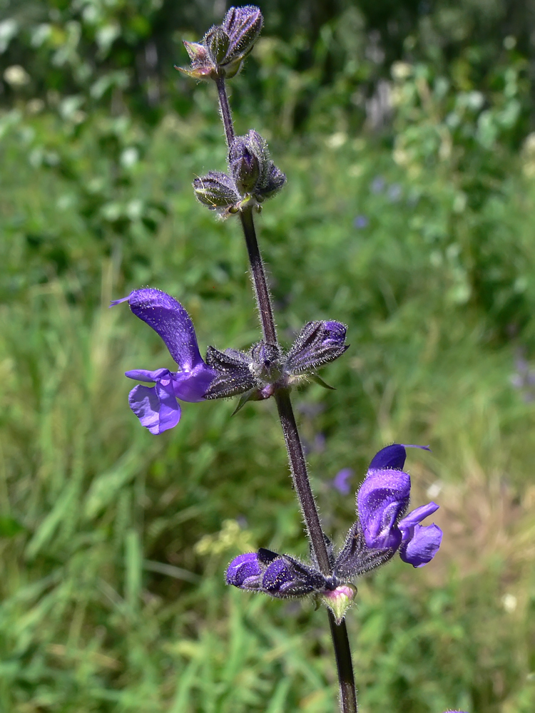 Изображение особи Salvia stepposa.