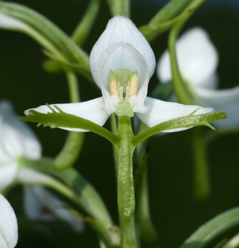 Image of Habenaria linearifolia specimen.