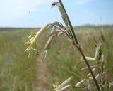 Silene chlorantha. Часть соцветия. Пензенская обл., ГПЗ \"Приволжская лесостепь\", уч-к \"Кунчеровская степь\". 12 июня 2013 г.