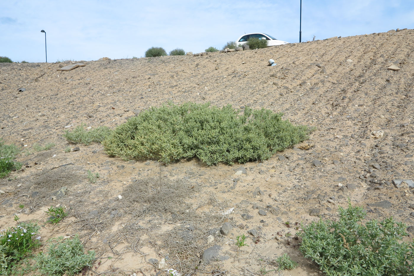 Image of Atriplex semilunaris specimen.