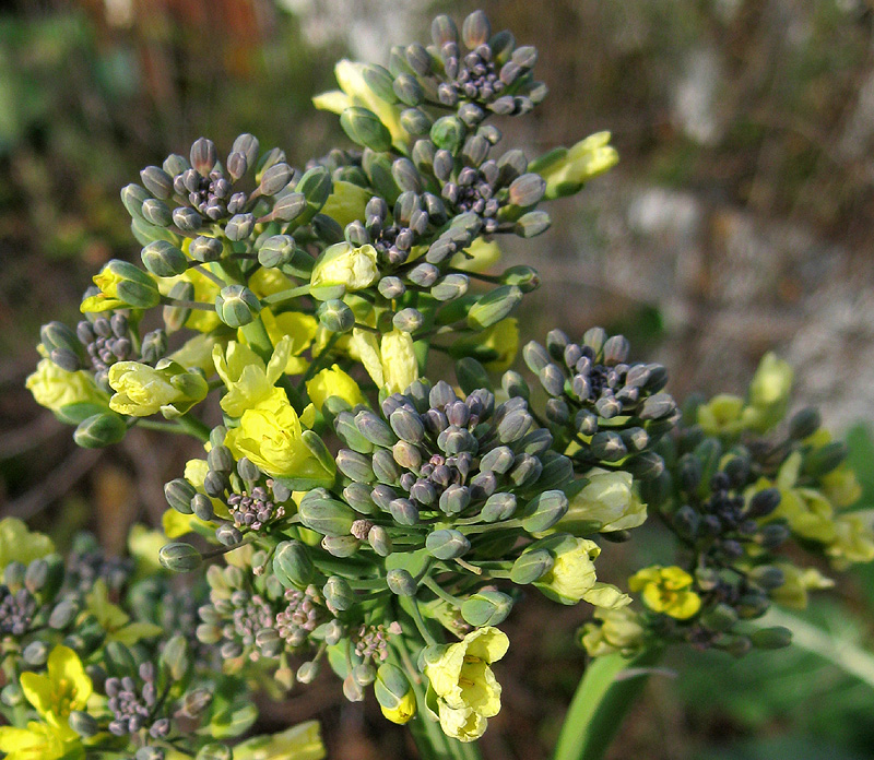 Image of Brassica oleracea specimen.