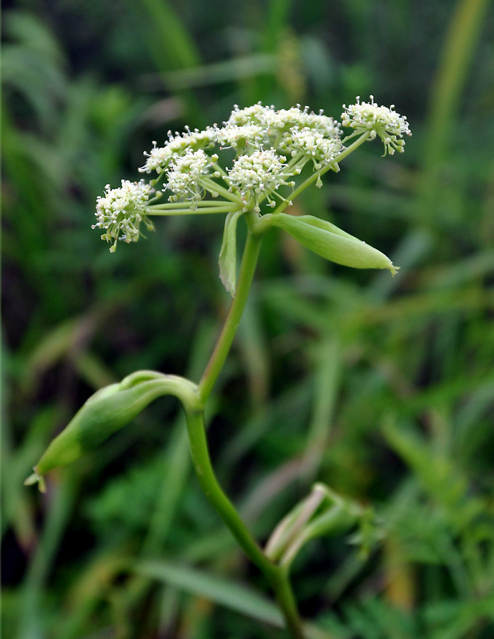 Image of Angelica decursiva specimen.