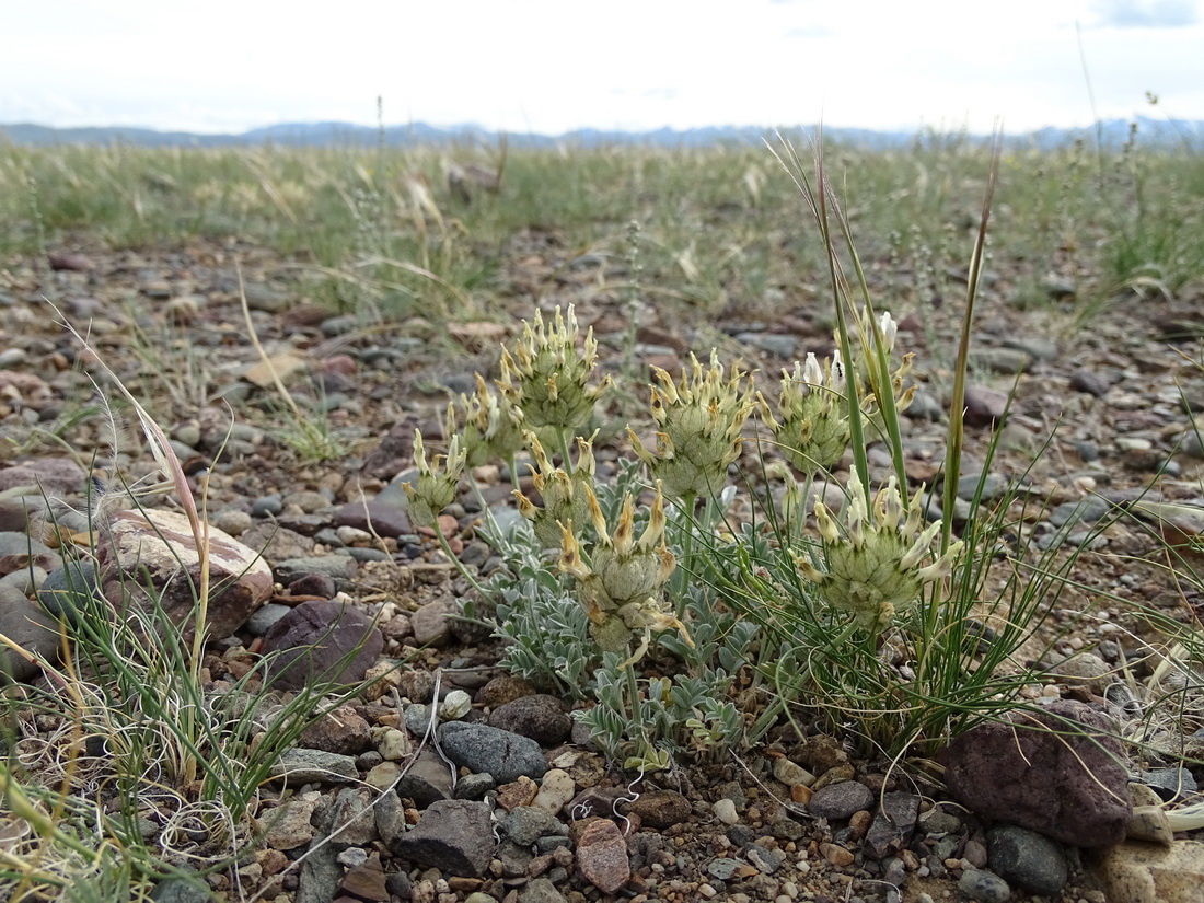 Image of Astragalus dilutus specimen.