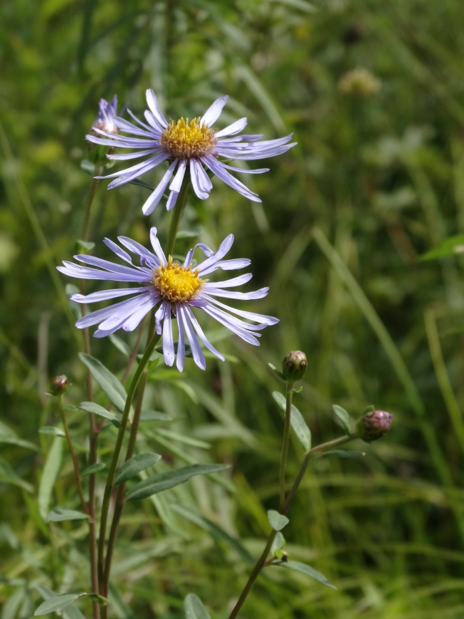 Image of Aster maackii specimen.