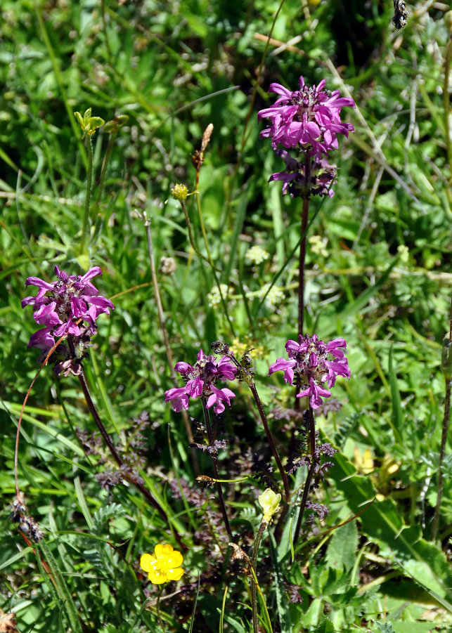 Изображение особи Pedicularis subrostrata.