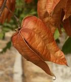 Koelreuteria paniculata