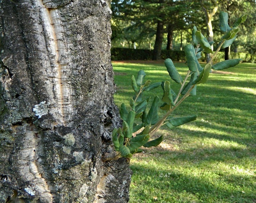 Image of Quercus suber specimen.